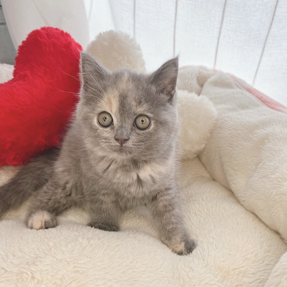 アッシュローズ、短毛シュシュ、わんちゃん猫ちゃん用 月1回のシャンプー🧴🫧 今回はおねえちゃんがいたので手伝って